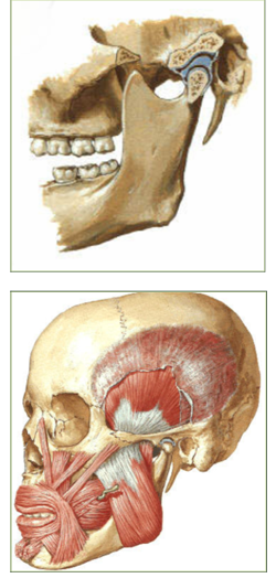 mandibola, muscolil mandibolari in gnatologia